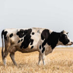 Unusual Bird Flu Strain Impacts Dairy Cows and Human Health in California