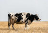 Black and white cow standing in a field.