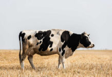 Black and white cow standing in a field.