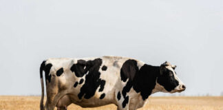 Black and white cow standing in a field.