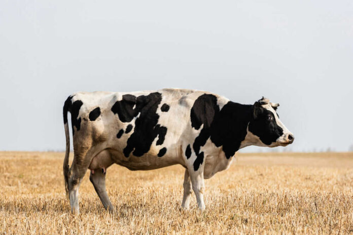 Black and white cow standing in a field.