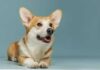A Corgi dog lying down with a playful expression against a blue background
