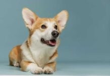 A Corgi dog lying down with a playful expression against a blue background