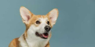 A Corgi dog lying down with a playful expression against a blue background