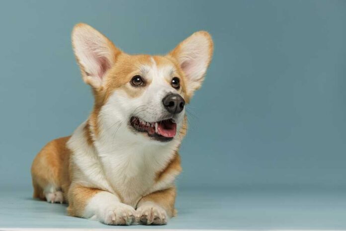 A Corgi dog lying down with a playful expression against a blue background