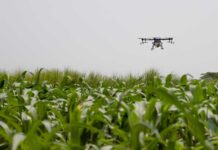 A drone flying over a field of crops