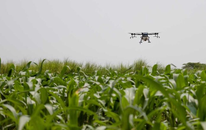 A drone flying over a field of crops