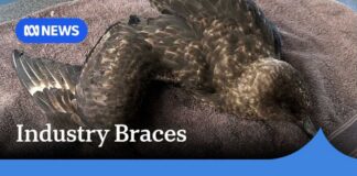 Bird flu fears: Poultry industry braces for potential devastation | ABC NEWS