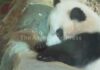 Adorable Pawn In Beijing’s Game? Indonesia's first giant panda cub Rio makes public debut at zoo in Cisarua