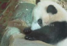 Adorable Pawn In Beijing’s Game? Indonesia's first giant panda cub Rio makes public debut at zoo in Cisarua