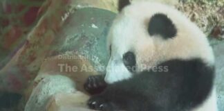 Indonesia's first giant panda cub Rio makes public debut at zoo in Cisarua