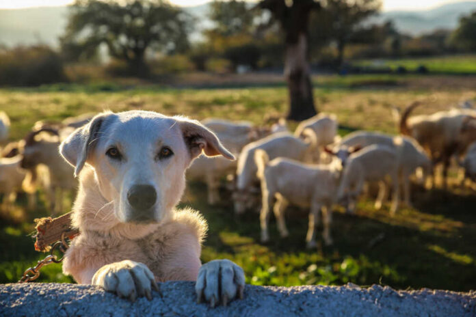 White,Dog,Guarding,The,Farm Border Patrol officers speaking with individuals near a fence.