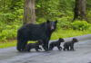Record Maulings — Cameras Watch The Mountains Bear with three cubs walking on a paved road