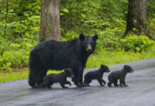 Record Maulings — Cameras Watch The Mountains Bear with three cubs walking on a paved road