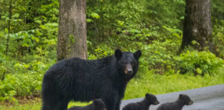 Bear with three cubs walking on a paved road