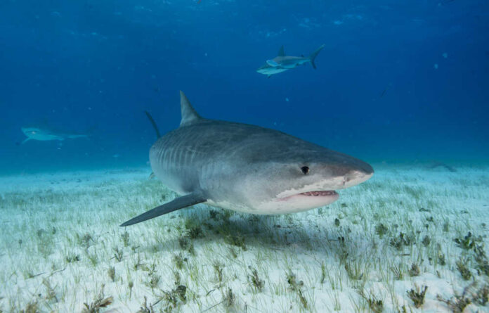 Close,Up,Face,View,Of,A,Tiger,Shark,Swimming,Over Aerial view of a beach with a pier and urban area beside the ocean
