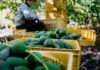 Cartel Threat Freezes Avocado Pipeline Avocados in yellow crates at an orchard