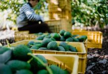 Cartel Threat Freezes Avocado Pipeline Avocados in yellow crates at an orchard