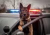 K-9 Through Window—Standoff Over in Seconds Police dog leaning out of patrol car window