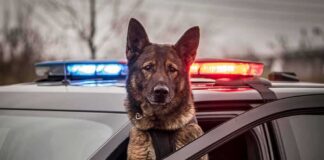 Police dog leaning out of patrol car window