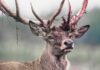Deer Leads Cops to 3 Arrests Red deer stag with shedding velvet on antlers