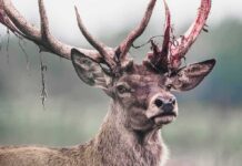 Red deer stag with shedding velvet on antlers