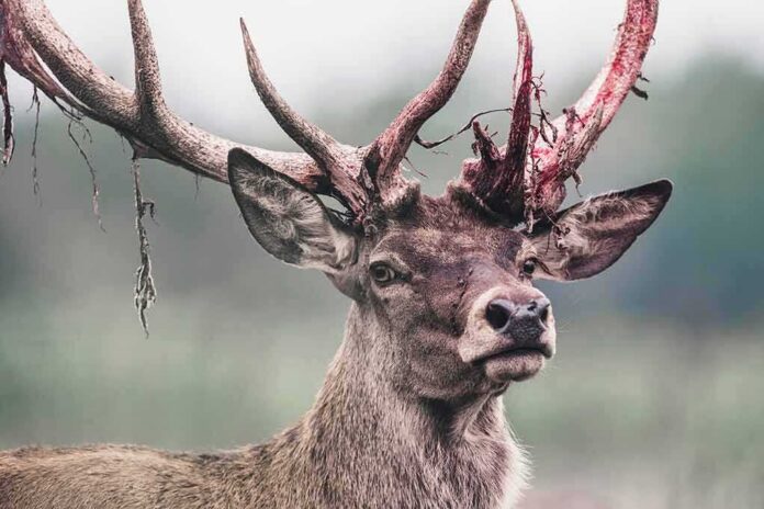 shutterstock_1165124308 Red deer stag with shedding velvet on antlers