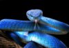 Venomous Sea Snake at SoCal Beach! Blue viper with tongue flicking against black background