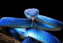 Blue viper with tongue flicking against black background