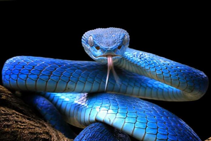 shutterstock_1708408498 Blue viper with tongue flicking against black background