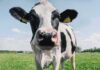 Holstein cow close-up in a grassy field