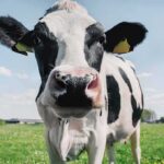 Trump’s Beef Gambit: Price Cut Or Backfire? Holstein cow close-up in a grassy field
