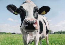 Trump’s Beef Gambit: Price Cut Or Backfire? Holstein cow close-up in a grassy field