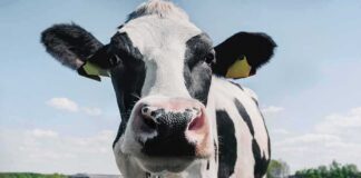 Holstein cow close-up in a grassy field