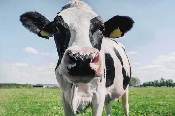 shutterstock_1728214024-1 Holstein cow close-up in a grassy field
